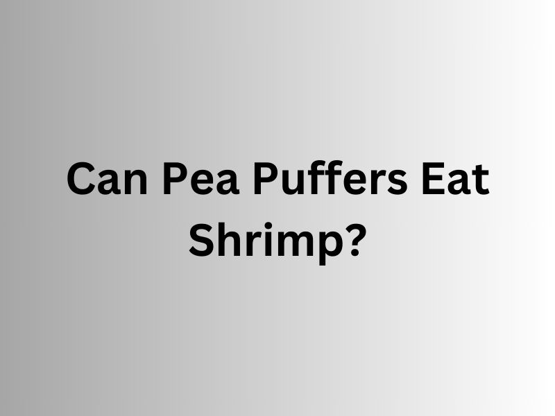 Can Pea Puffers Eat Shrimp