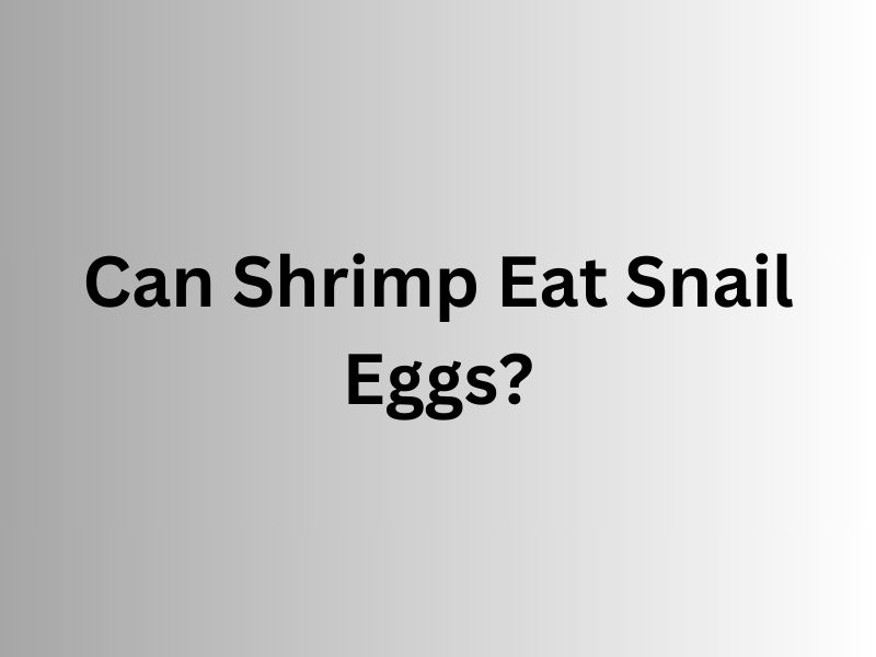 Can Shrimp Eat Snail Eggs