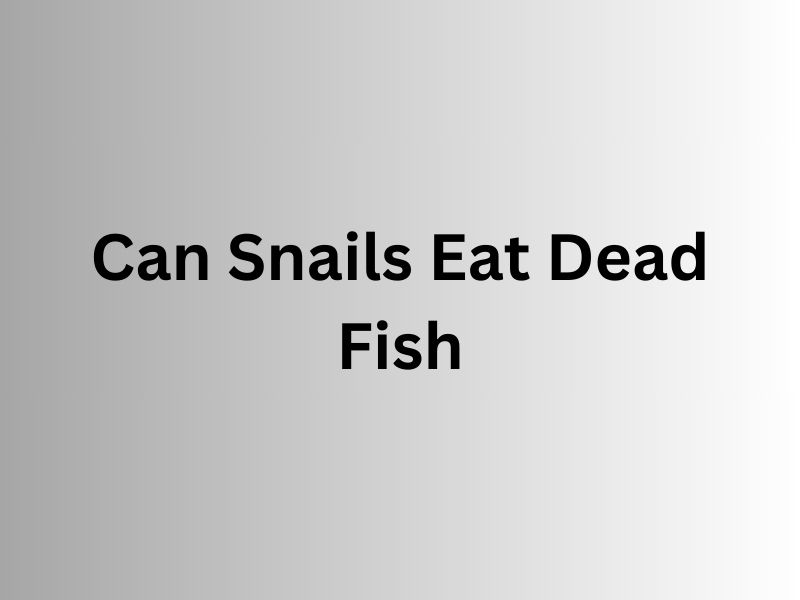 Can Snails Eat Dead Fish