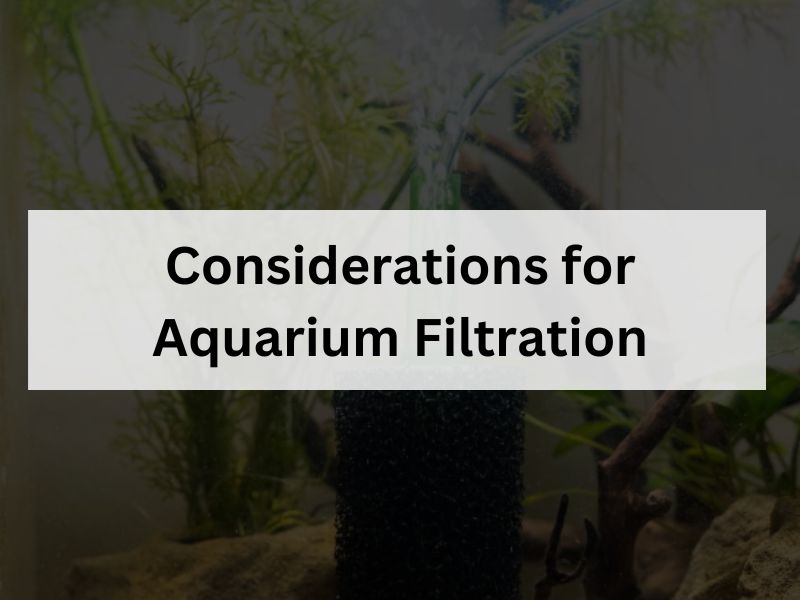 Considerations for Aquarium Filtration