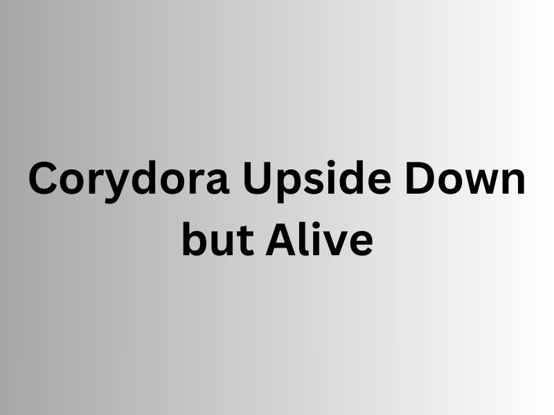 Corydora Upside Down but Alive