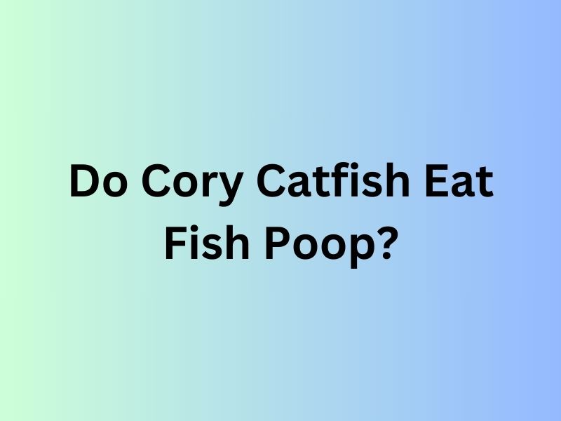 Do Cory Catfish Eat Fish Poop