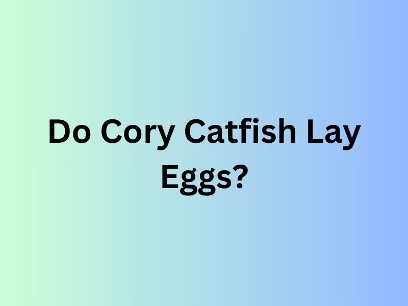 Do Cory Catfish Lay Eggs