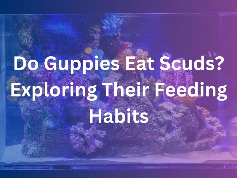 Do Guppies Eat Scuds Exploring Their Feeding Habits