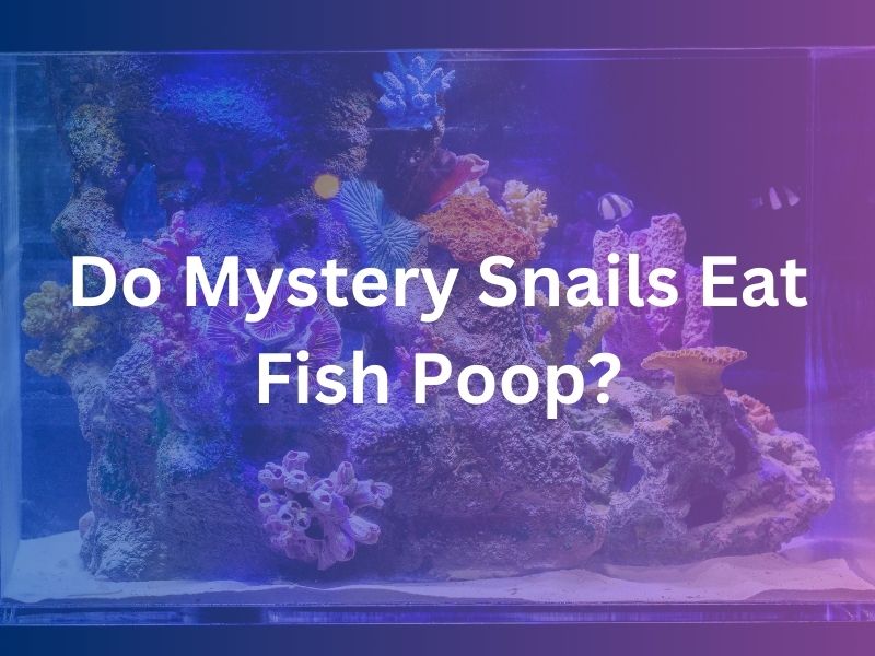 Do Mystery Snails Eat Fish Poop