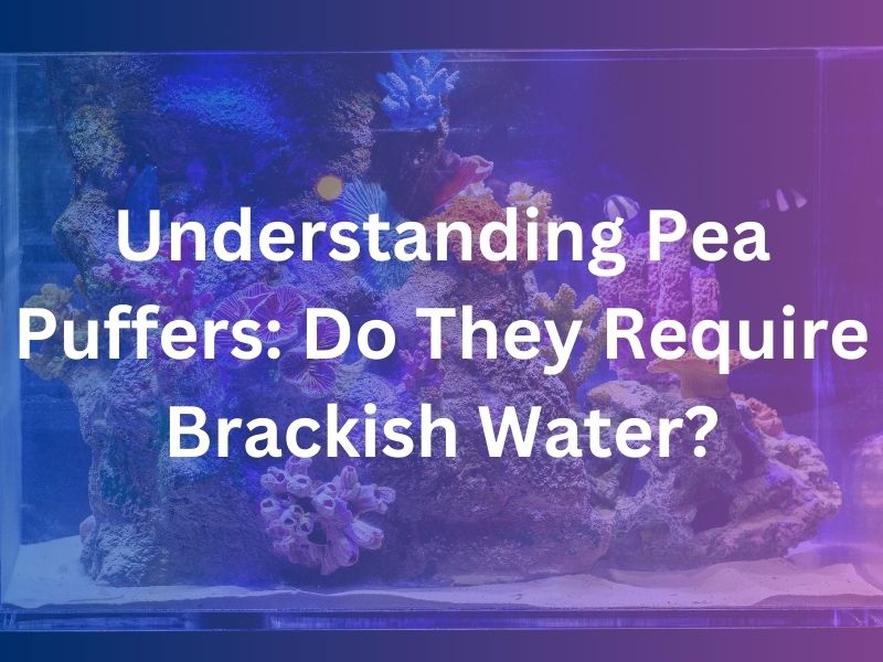 Do Pea Puffers Need Brackish Water