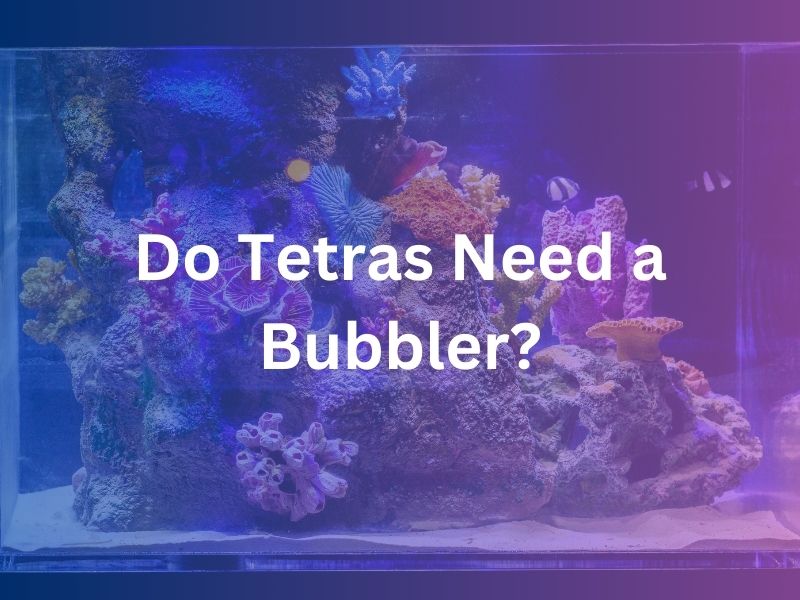 Do Tetras Need a Bubbler