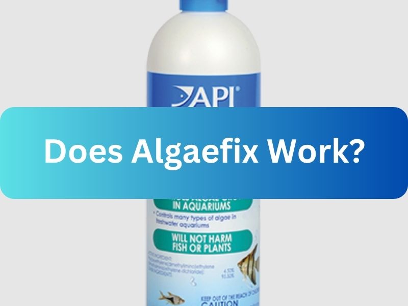 Does Algaefix Work