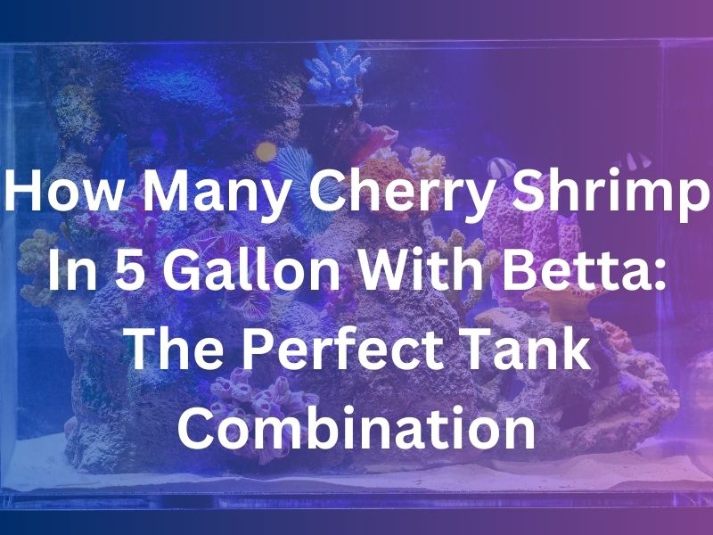 How Many Cherry Shrimp In 5 Gallon