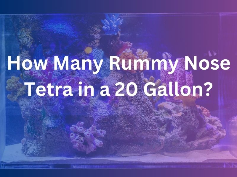 How Many Rummy Nose Tetra in a 20 Gallon