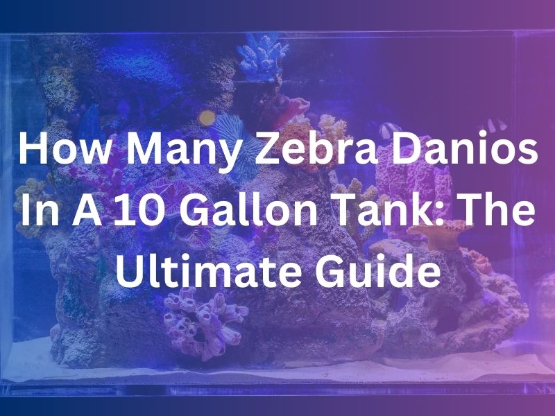 How Many Zebra Danios In A 10 Gallon Tank