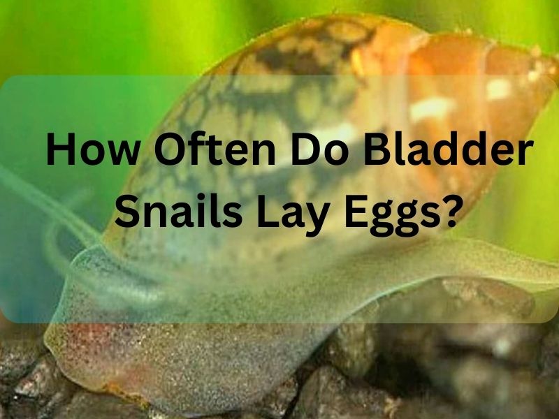 How Often Do Bladder Snails Lay Eggs