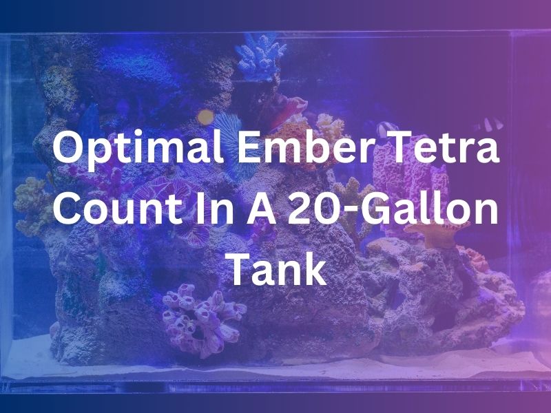 Optimal Ember Tetra Count In A 20-Gallon Tank