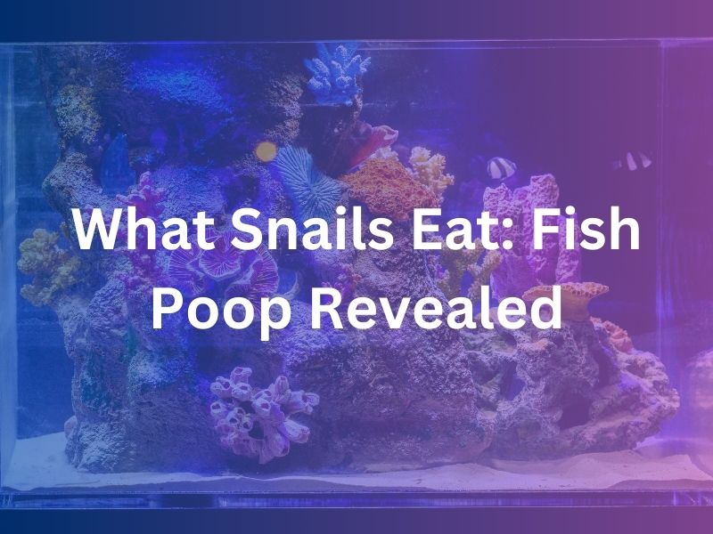 What Snails Eat Fish Poop