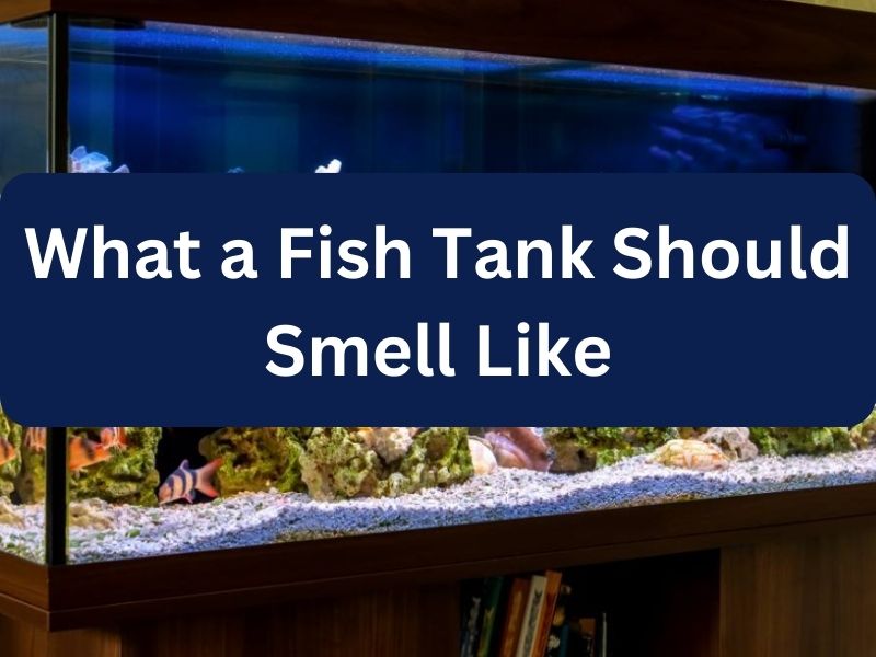 What a Fish Tank Should Smell Like