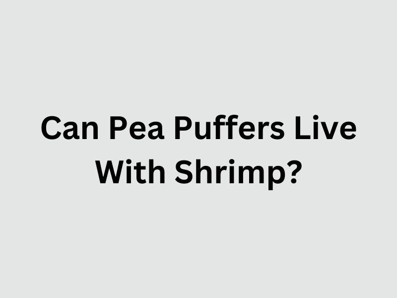 Can Pea Puffers Live With Shrimp