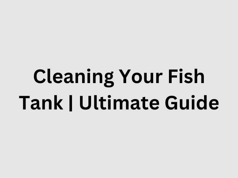 Cleaning Your Fish Tank