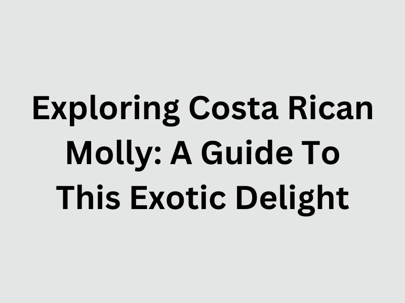 Costa Rican Molly