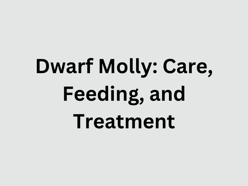 Dwarf Molly Care, Feeding, and Treatment