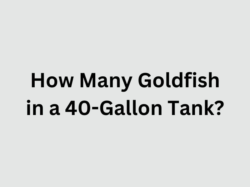 How Many Goldfish in a 40-Gallon Tank