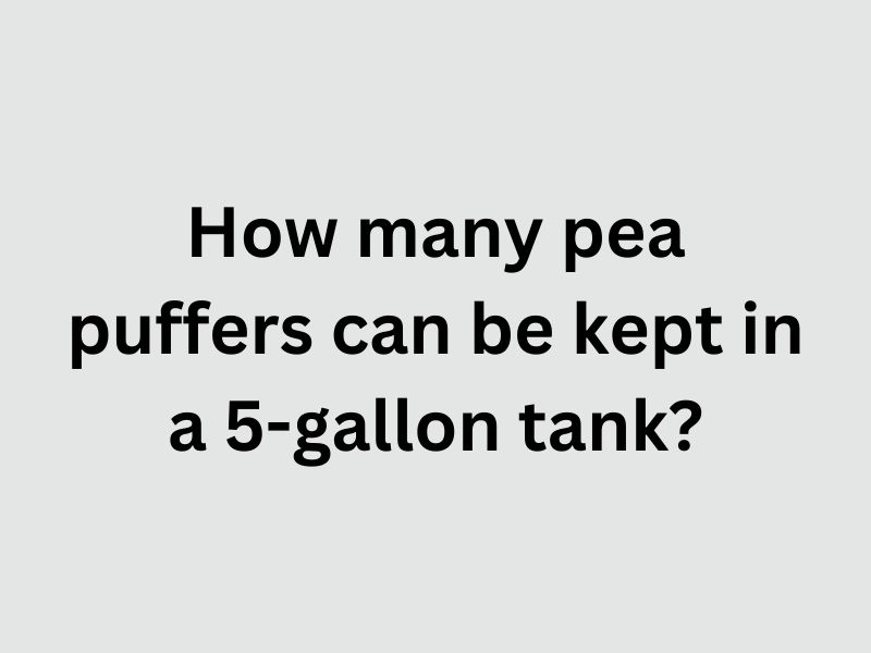 How many pea puffers can be kept in a 5-gallon tank