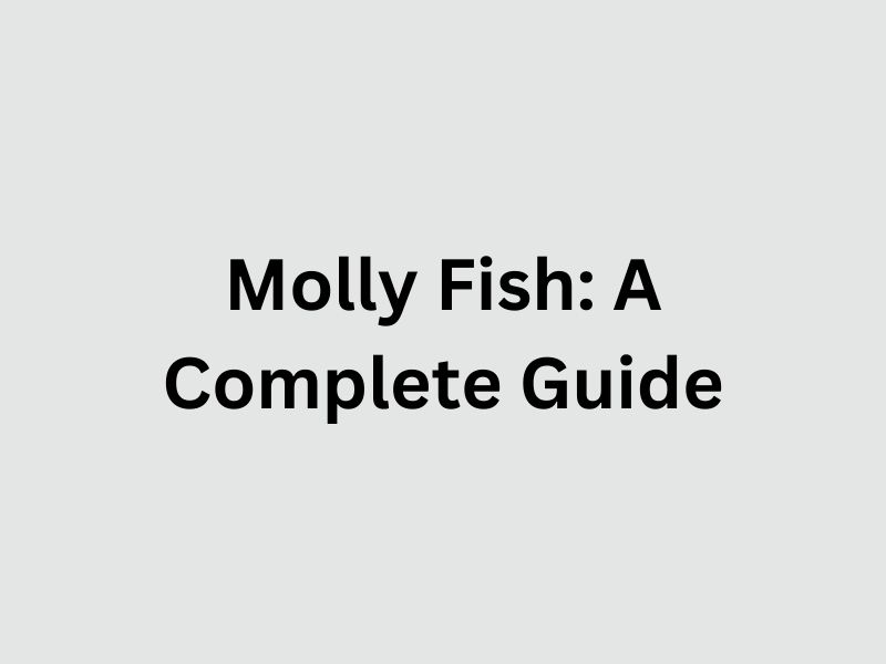 Molly Fish