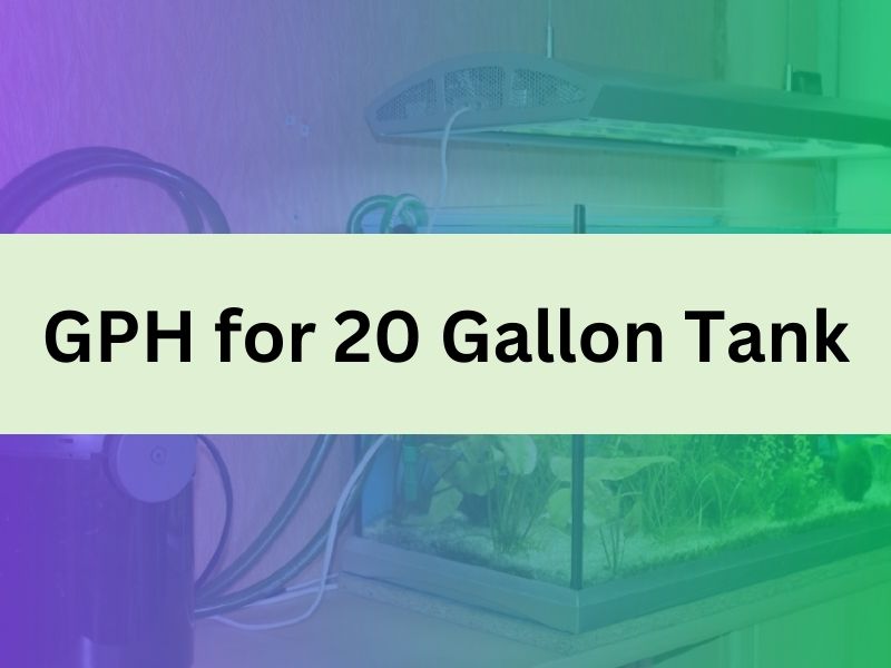 gph-for-20-gallon-tank